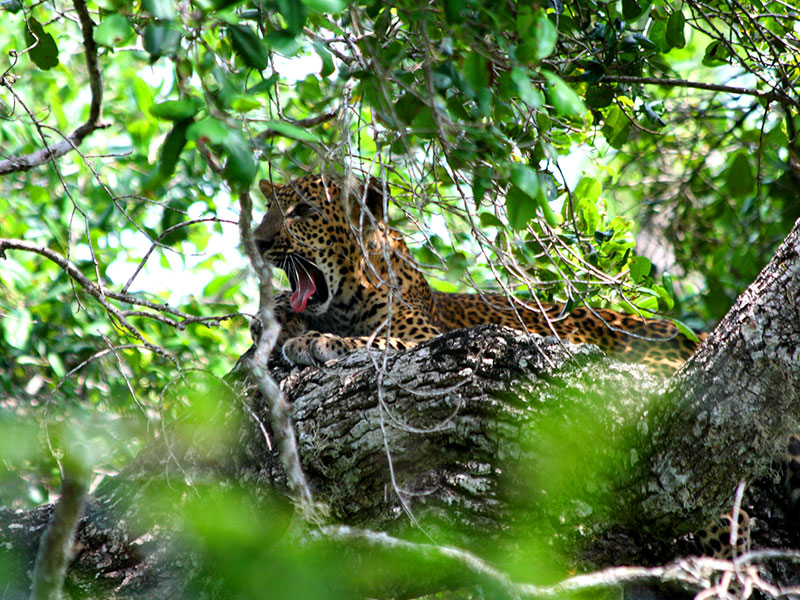 Leopard Sitting on a tree