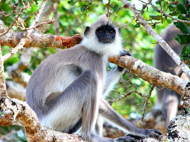 Monkey Siting on a tree